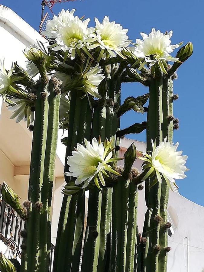 Guesthouse A Lareira Aljezur Kültér fotó